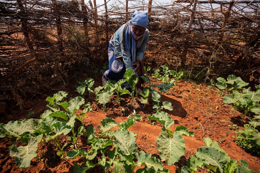 DRA Zimbabwe JR vrouw in haar moestuin