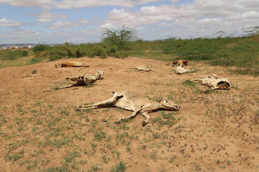 Droogte in Ethiopië